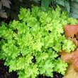 Heuchera 'Lime Marmelade': Bild 1/3