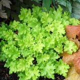 Heuchera 'Lime Marmelade' - Purpurglöckchen