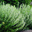 Calamintha nepeta - Bergminze, Steinquendel