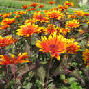 Heliopsis helianthoides 'Funky Spinner' - Sonnenauge