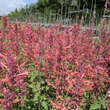 Agastache 'Kudos Coral': Bild 2/5