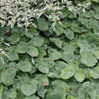 Epimedium warleyense: Bild 3/3
