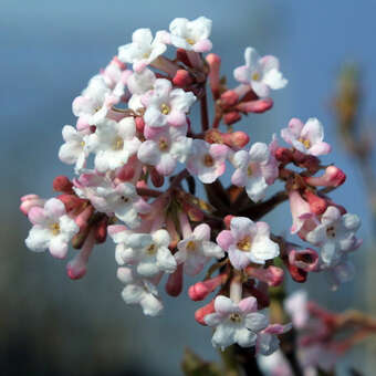 Viburnum bodnantense 'Deben'