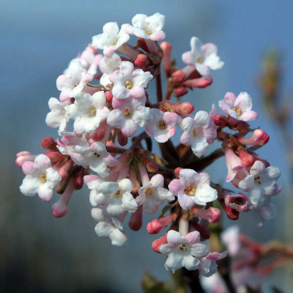 Viburnum bodnantense 'Deben': Bild 1/2 Viburnum bodnantense 'Deben': Bild 1/2