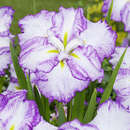Iris ensata 'Tiramisu' - Japanische Sumpfschwertlilie