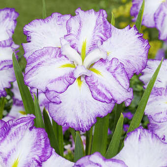 Iris ensata 'Tiramisu'