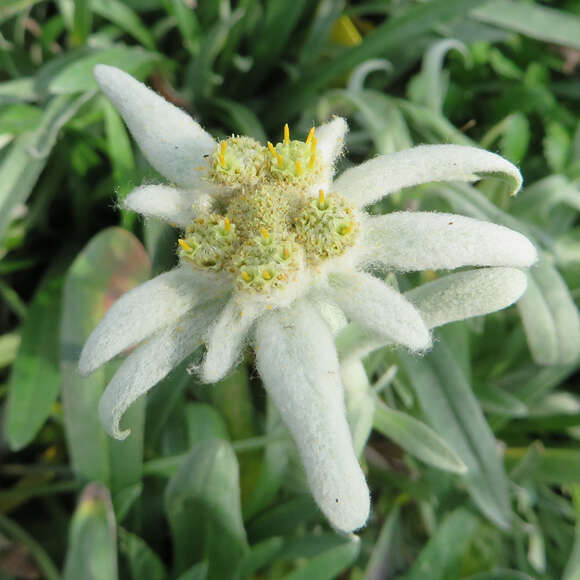 Leontopodium alpinum: Bild 2/9 Leontopodium alpinum: Bild 2/9
