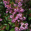 Abelia 'Edward Goucher': Bild 1/1