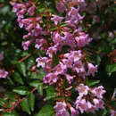 Abelia 'Edward Goucher' - Rosa Abelie