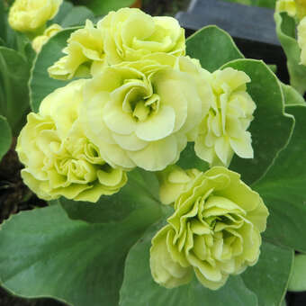 Primula auricula 'Berti'