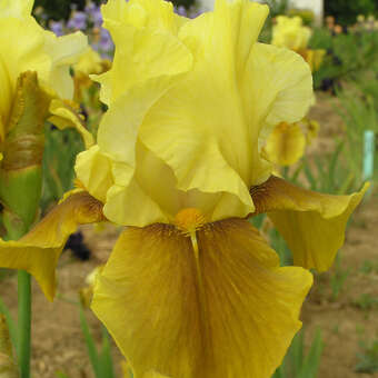 Iris germanica 'Bayberry Candle'