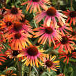 Echinacea purpurea 'Rainbow Marcella': Bild 5/8