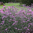 Verbena bonariensis: Bild 6/8