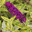 Buddleja davidii 'Santana': Bild 1/2