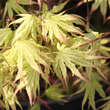 Acer palmatum 'Peaches and Cream': Bild 1/1