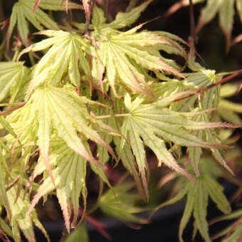 Acer palmatum 'Peaches and Cream'