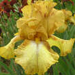 Iris germanica 'Desert Echo': Bild 1/1