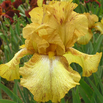 Iris germanica 'Desert Echo'
