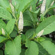 Phytolacca acinosa: Bild 3/5