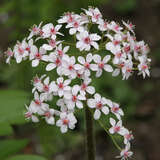 Darmera peltata - Schildblatt