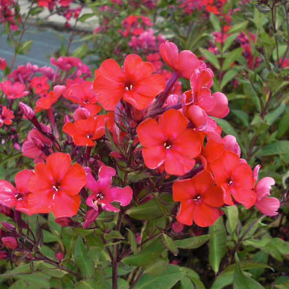 Phlox paniculata 'Starfire': Bild 4/4