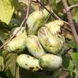 Asimina triloba 'Prolific': Bild 1/6