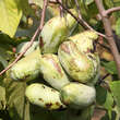 Asimina triloba 'Prolific': Bild 1/5