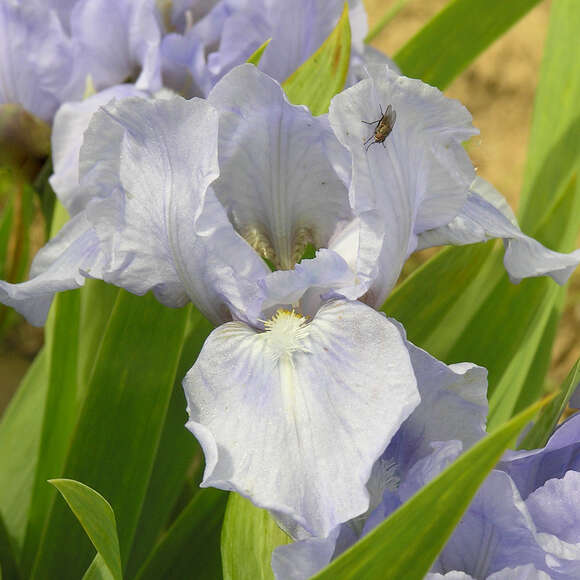 Iris pumila 'Sapphire Gem': Bild 2/2 Iris pumila 'Sapphire Gem': Bild 2/2