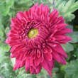 Chrysanthemum ind. 'Heda': Bild 1/2