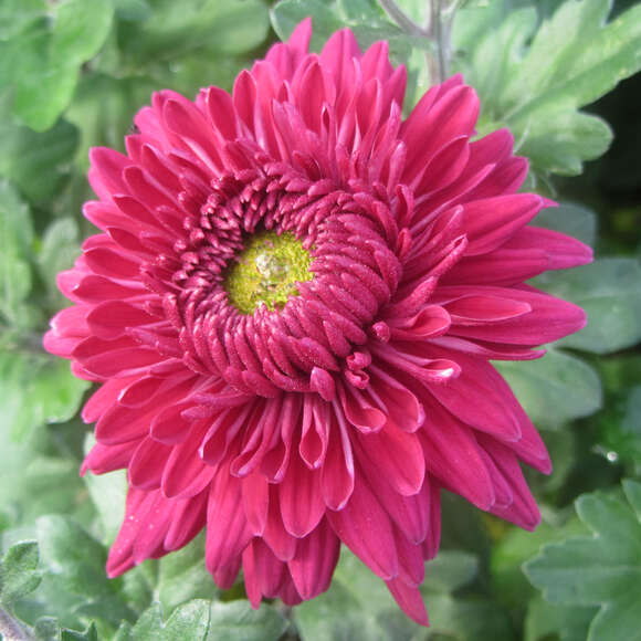 Chrysanthemum ind. 'Heda': Bild 1/2 Chrysanthemum ind. 'Heda': Bild 1/2