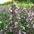 Teucrium chamaedrys 'Nanum': Bild 2/3