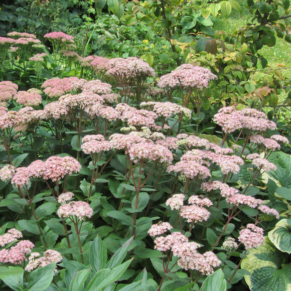 Sedum 'Matrona': Bild 2/9