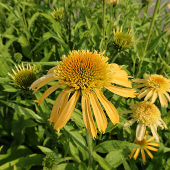 Echinacea p.'Papallo Semi D. Peach'