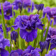 Iris sibirica 'Concord Crush': Bild 1/1
