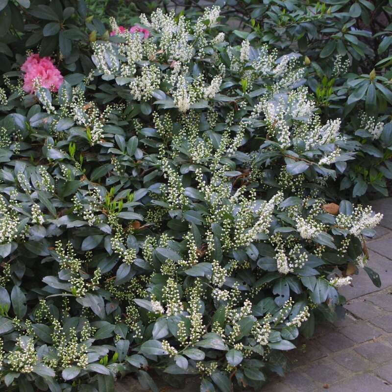 Kirschlorbeer - Prunus laurocerasus 'Piri'