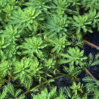 Myriophyllum aquaticum: Bild 2/5