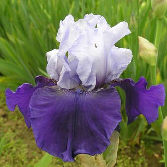 Iris germanica 'Best Bet'