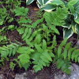 Osmunda claytoniana - Kronenfarn