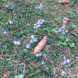 Soldanella montana: Bild 2/2