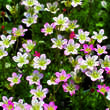 Saxifraga arendsii 'Pixie': Bild 2/3