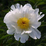 Paeonia lactifl. 'White Wings' - Pfingstrose