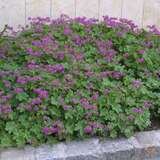 Geranium macrorrhizum 'Freundorf' - Storchschnabel