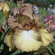 Iris germanica 'Patina': Bild 1/1