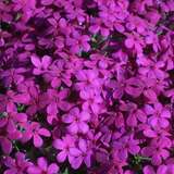 Phlox douglasii 'Crackerjack' - Polsterphlox