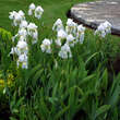 Iris germanica 'Cliffs of Dover': Bild 3/3