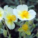 Helianthemum 'The Bride' - Sonnenröschen