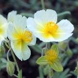 Helianthemum 'The Bride' - Sonnenröschen