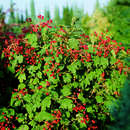 Viburnum opulus 'Compactum' - Gartenschneeball