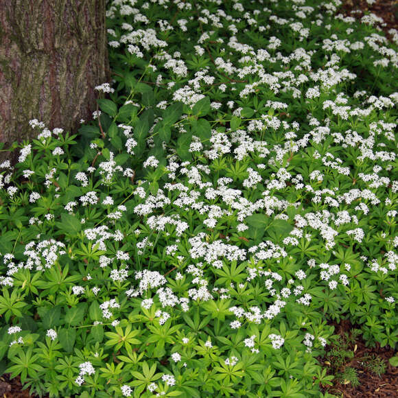 Galium odoratum: Bild 3/8 Galium odoratum: Bild 3/8