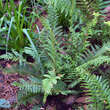 Polystichum setiferum 'Dahlem': Bild 2/2